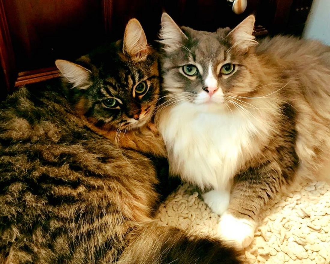 Do Hypoallergenic Cats Really Exist? What the Research Actually Says