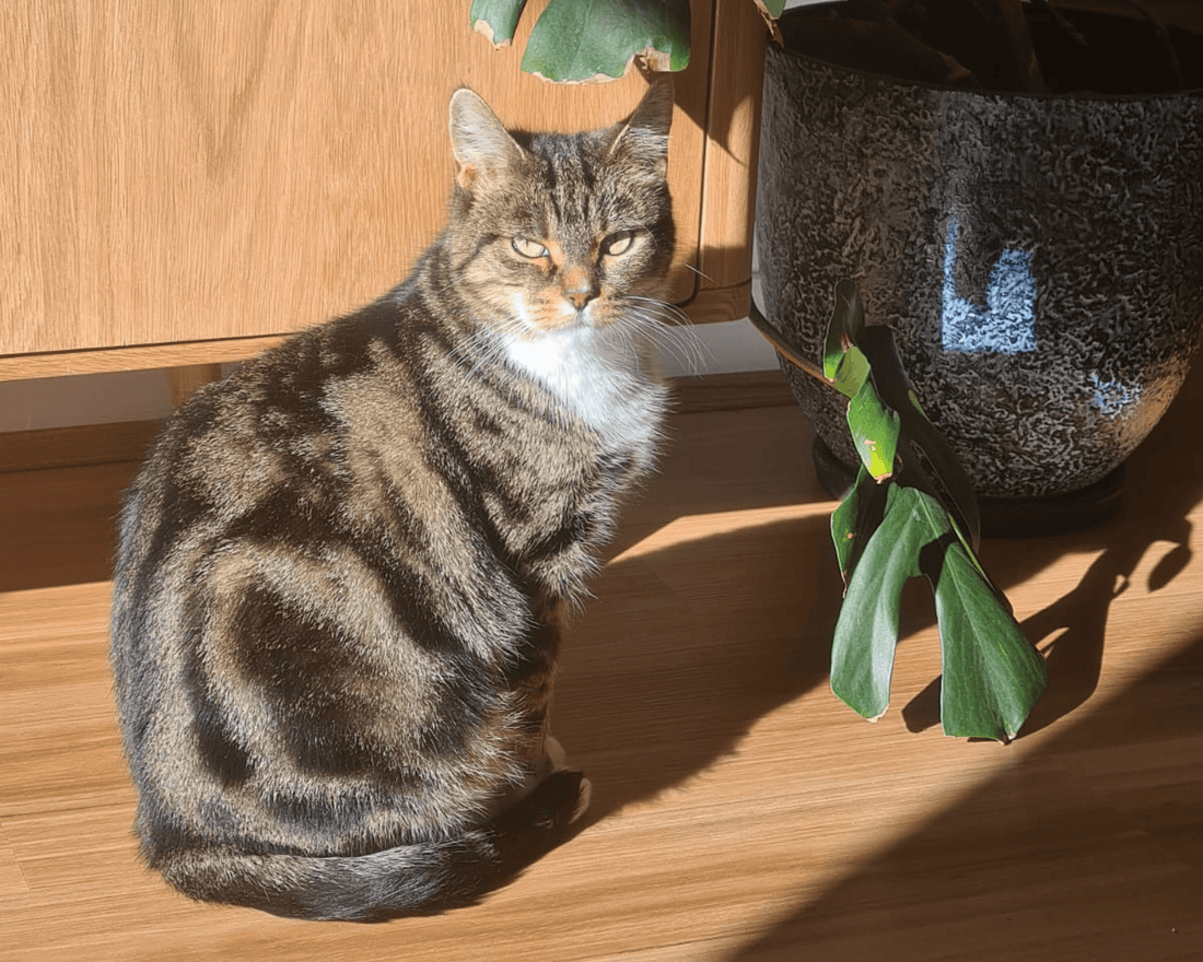 Can You Build Tolerance to Cat Allergies? The Real Science Behind Adaptation - SneezeLess Cat™