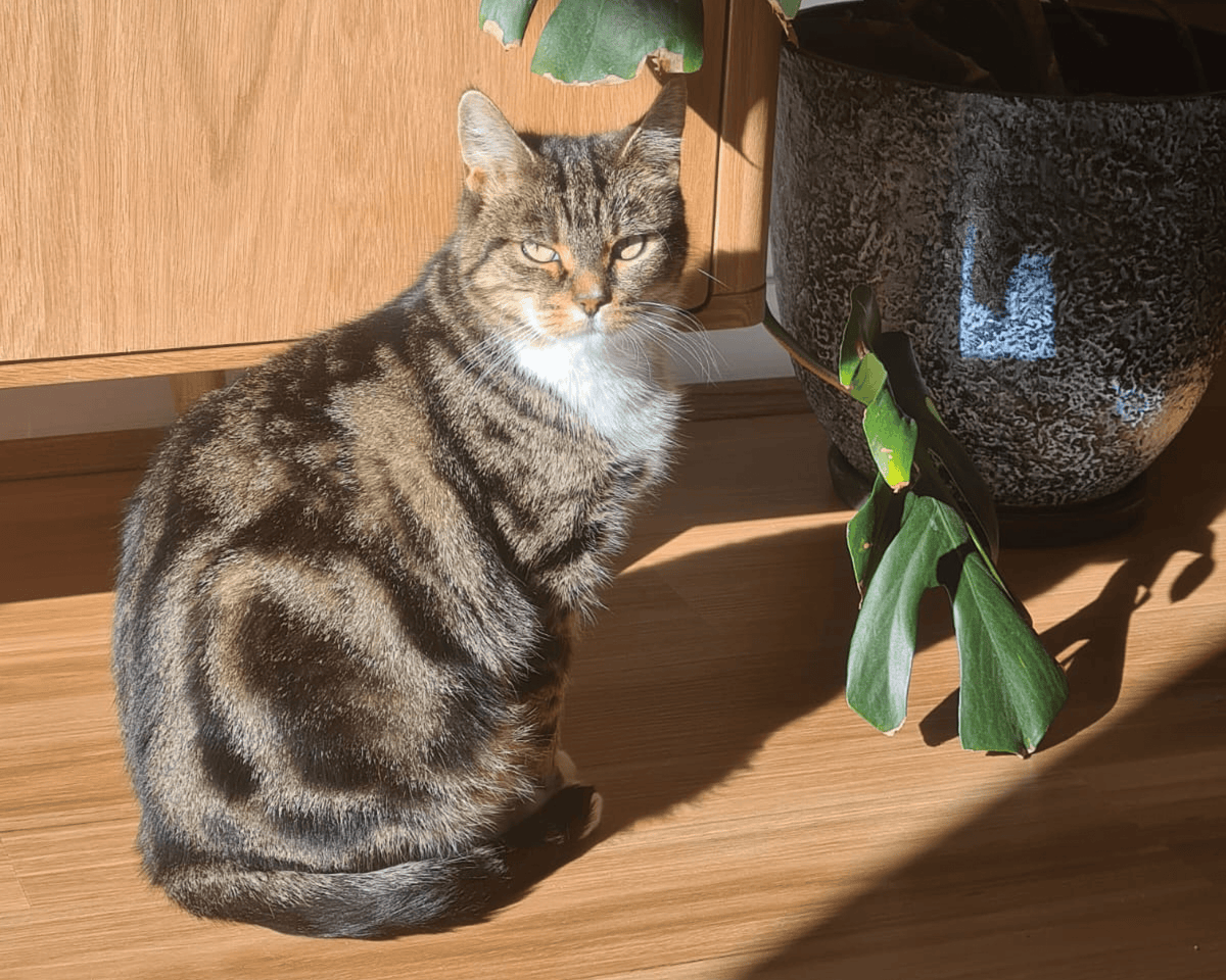Can You Build Tolerance to Cat Allergies? The Real Science Behind Adaptation - SneezeLess Cat™