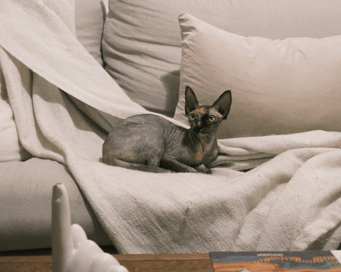 How to Help Your Cat Live Longer — A Guide to Feline Longevity - SneezeLess Cat™