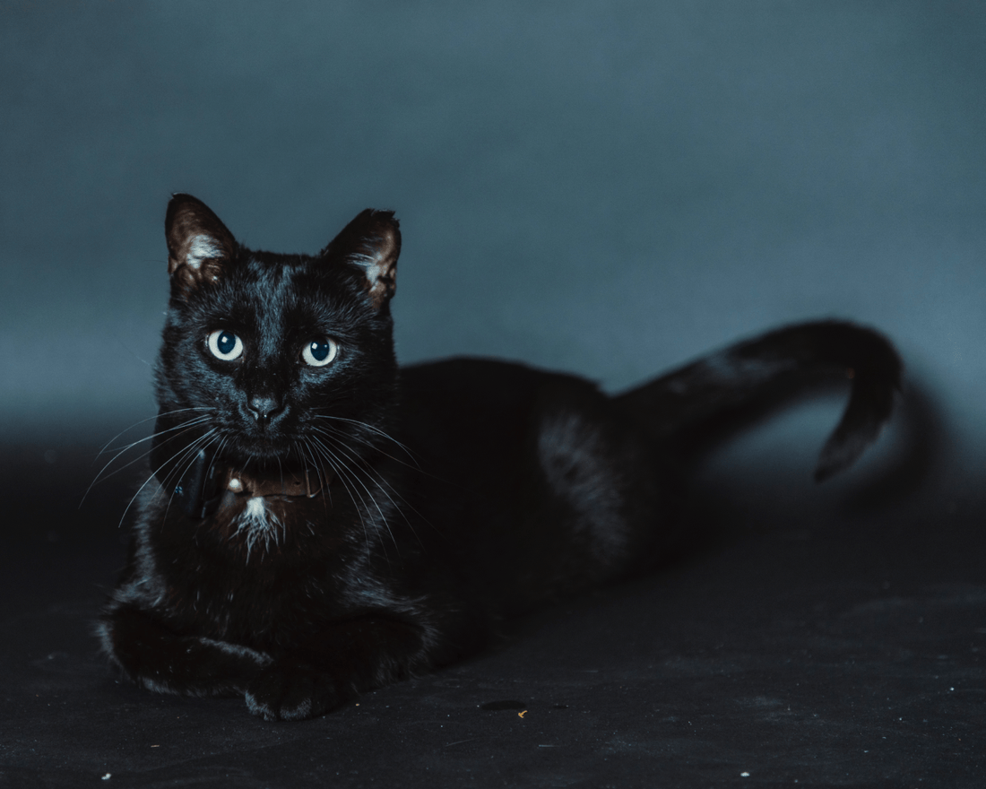 How to Help Your Cat Sneeze Less: Causes, Remedies & When It’s Allergies - SneezeLess Cat™