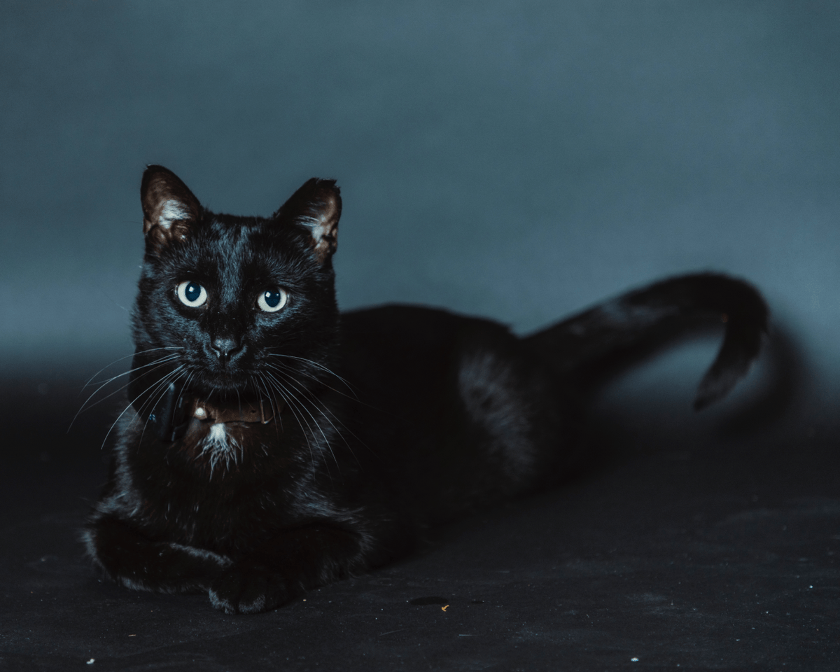 How to Help Your Cat Sneeze Less: Causes, Remedies & When It’s Allergies - SneezeLess Cat™