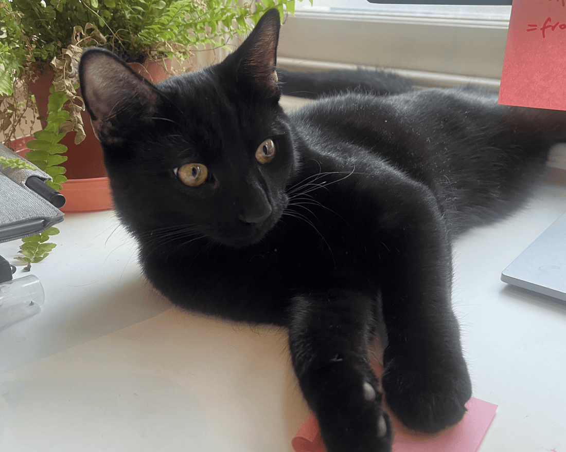 Scared of Allergy Shots? Here’s What to Know About Non-Injection Ways to Reduce Cat Allergies - SneezeLess Cat™