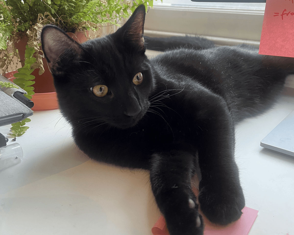 Scared of Allergy Shots? Here’s What to Know About Non-Injection Ways to Reduce Cat Allergies - SneezeLess Cat™