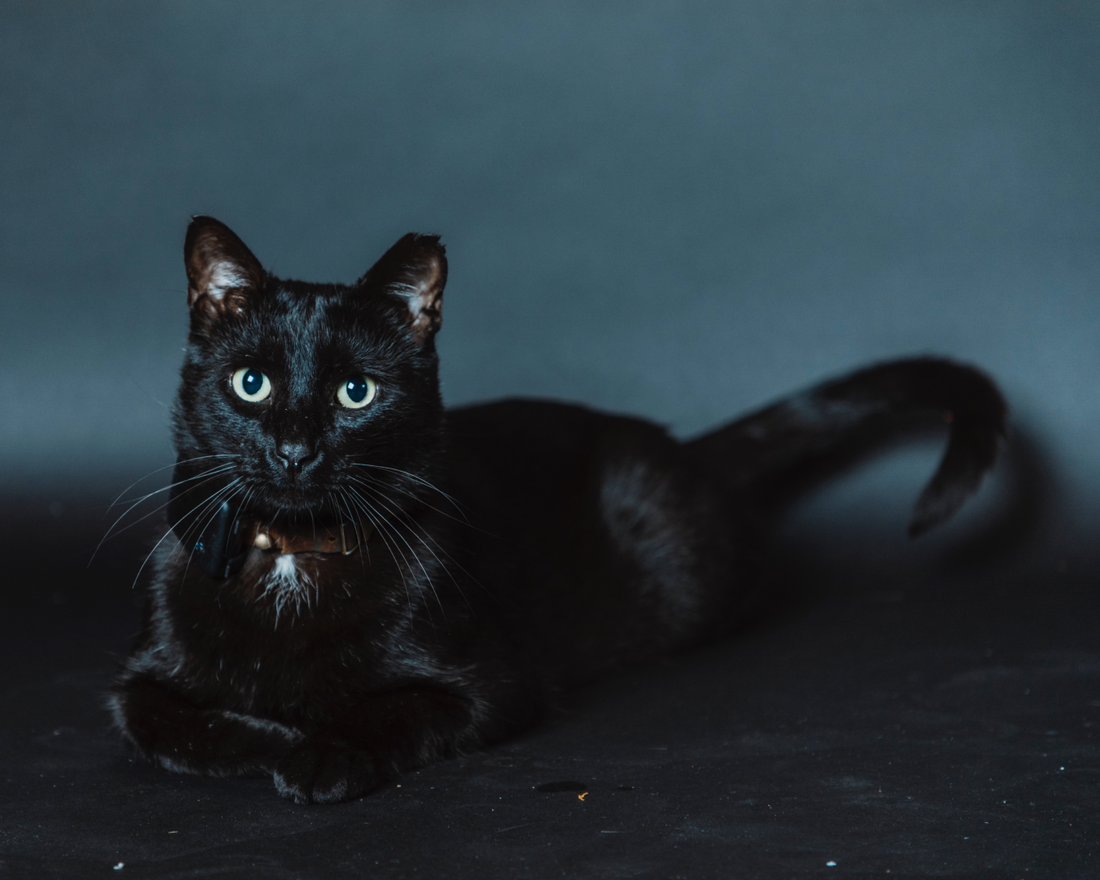 How to Help Your Cat Sneeze Less: Causes, Remedies & When It’s Allergies