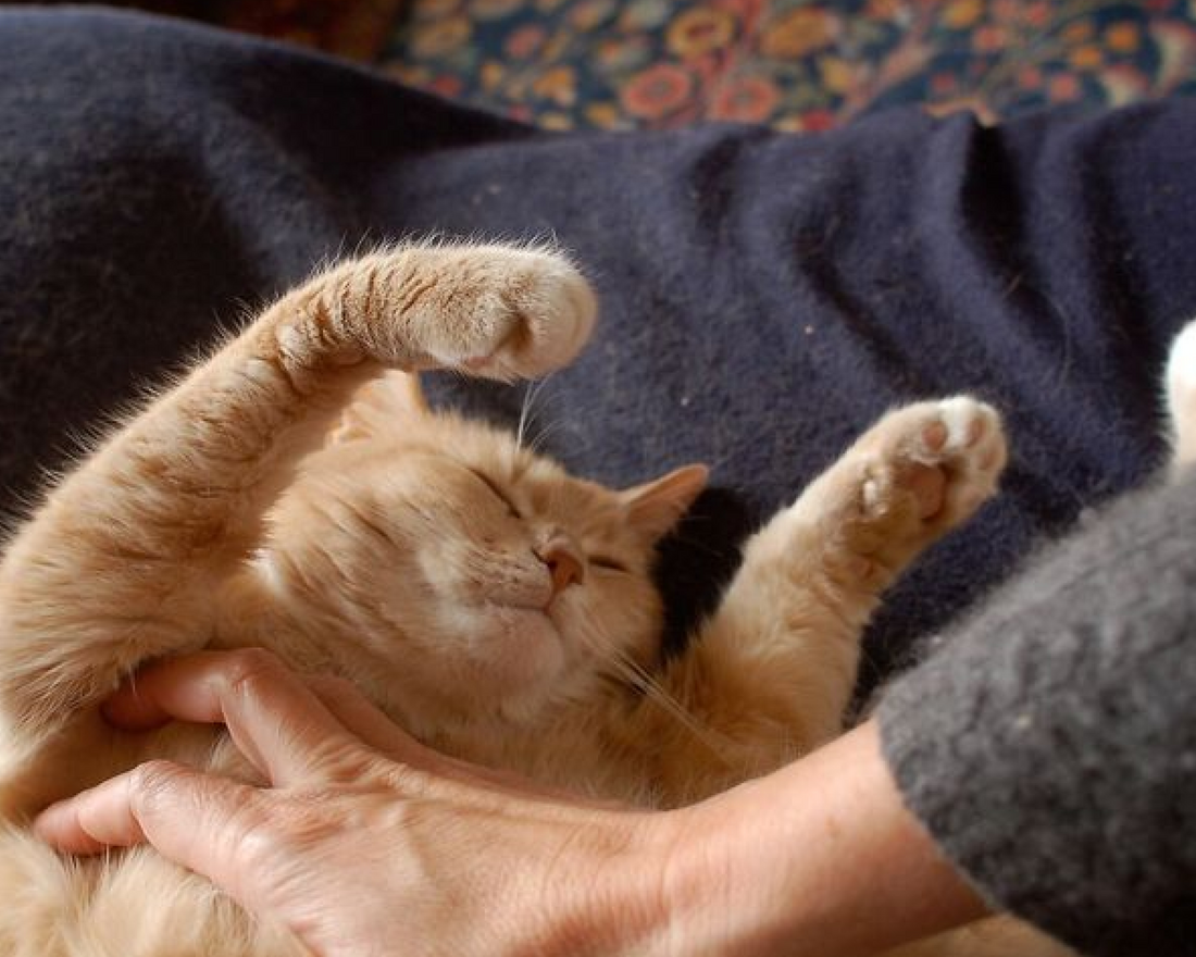 Why Is My Cat Sneezing a Lot? A Complete Vet-Informed Guide