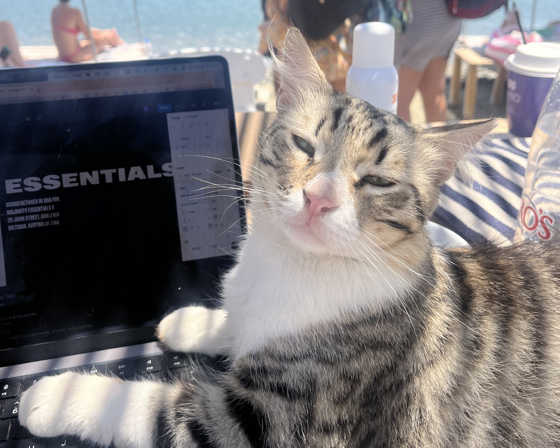 The Complete Guide to Cat Allergies: Causes, Symptoms and how to reduce Fel d1 at the source