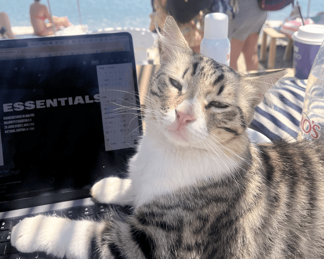 The Complete Guide to Cat Allergies: Causes, Symptoms and how to reduce Fel d1 at the source - SneezeLess Cat™