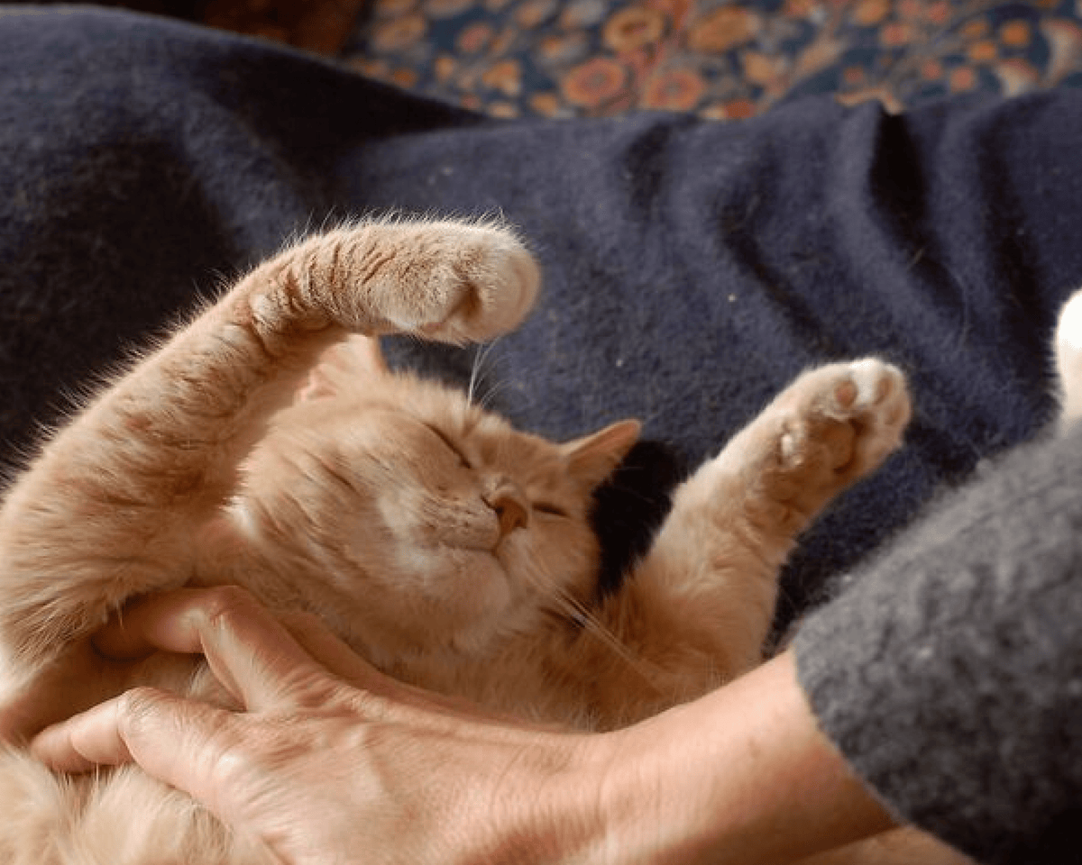 Why Is My Cat Sneezing a Lot? A Complete Vet-Informed Guide - SneezeLess Cat™