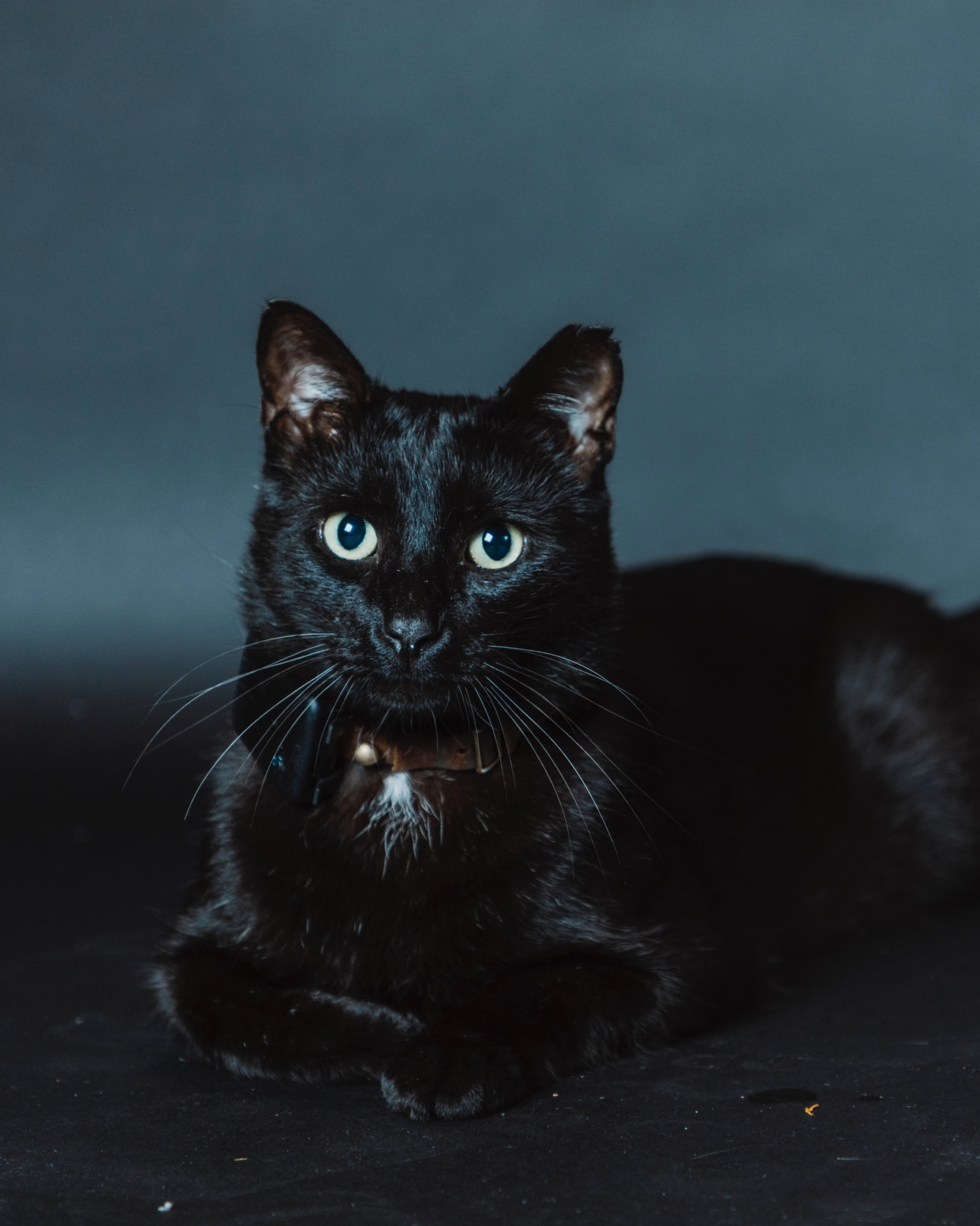Black cat with green eyes sitting on a dark background